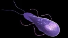 Што да ги претставува ламблиас