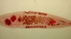 Што се апосторија