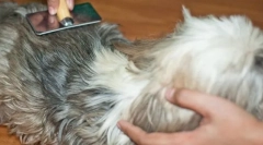 Што води кон формирање на chatunins и како да се справат со нив?