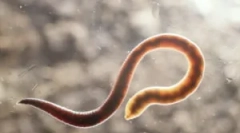 Кои се јарболите и нивниот третман