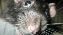 Што е дератизација и нејзините фази