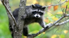 Која е класификацијата на живите суштества?