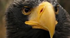 Што е клунот?