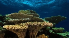 Што е корални гребени? (9 фотографии)