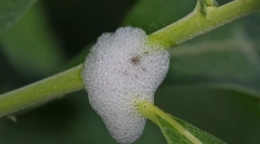 Кои се кривите на плунката?