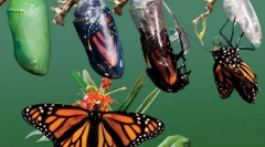 Што е метаморфозис