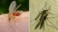 Што е комарец и неговата разлика од комарецот