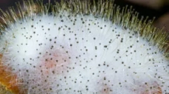 Што е mucor и неговите карактеристики