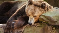 Што е хибернација?