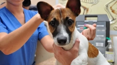 Што е вакцинација на кучиња и зошто е потребно?