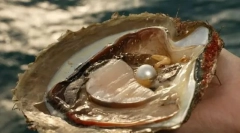 Што внатре во школка?