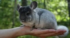 Така што chinchilla не боли
