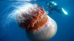 Цијани влакнести