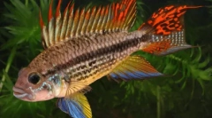 Cichlids - карактеристики, содржина, одгледување
