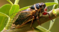 Tsicada (фото): вешт инсект