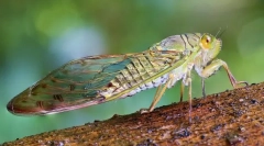 Tsicada, cycada и potnie