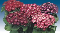 Хибридна цицки