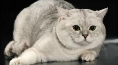 Шкотска-право