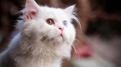 Мачка волна боја