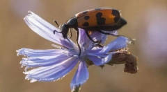Флорална неуспех