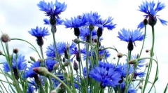 Цвет василеук