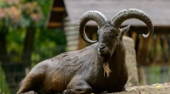 Дагестан турнеја