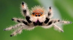 Дали пајаците скокаат?