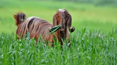 Дамаск коза