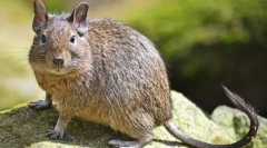 Дуга (фотографии): декоративна верверица од чили