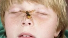 Активностите на родителите, ако бебето малку на оса