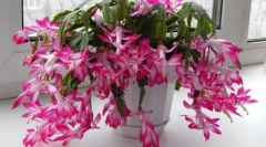 Декомбрист (skluberger)