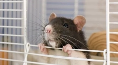 Декоративен стаорец