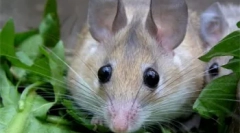 Декоративни глодари