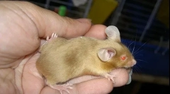 Декоративни глувци