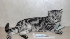 Дексаметазон за мачки: карактеристики на лекот и сведоштвото за употреба