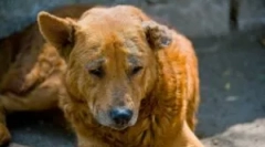 Демодекоза во кученца и возрасни кучиња