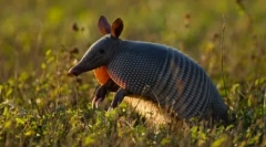 Десет од најдолгите животни на земјата