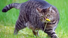 Диета на мачка во дебелина