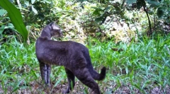 Диви златна мачка и нејзините карактеристики