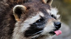 Диви и домашни трки (8 фотографии)