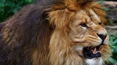 Диви и домашни миленици