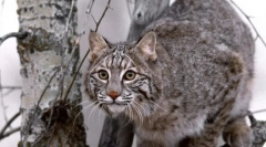 Диви мачки еуразија