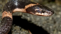 Диедо исток