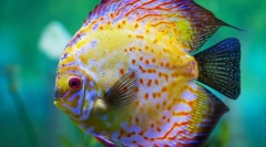 Дискусија (symphisodon)