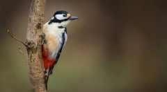 Две среден европски