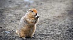 Долго-мртов suslik