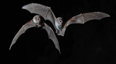 Долго обичен