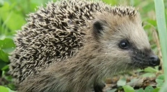 За кои некои животински игли?