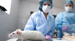 Она што е потребно со кастрација и стерилизација на стаорци, трошоци, како е операцијата