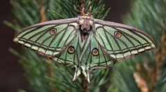 Ден и ноќни пеперутки